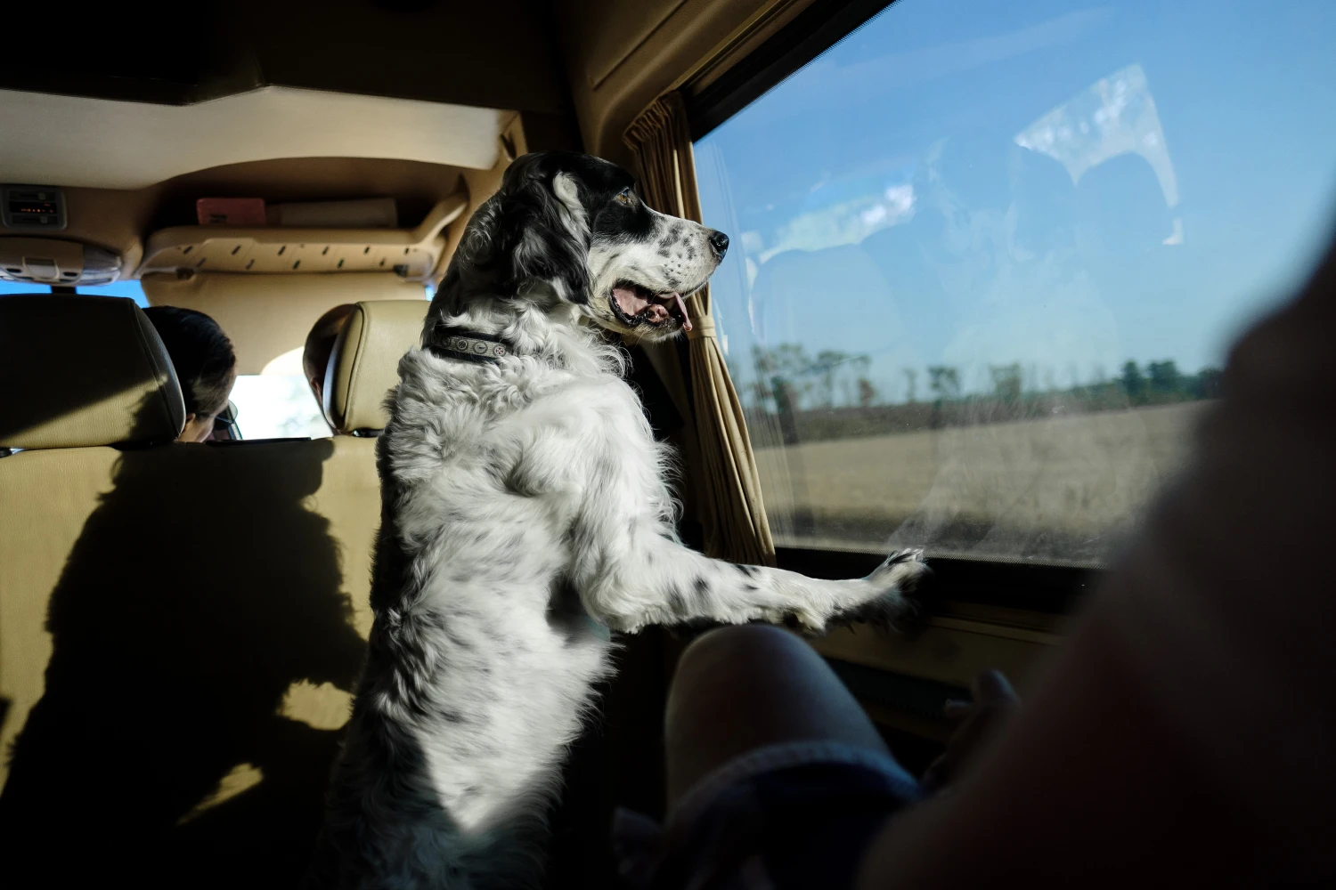 Jeep Wrangler Dog Safety Belt for English Setters